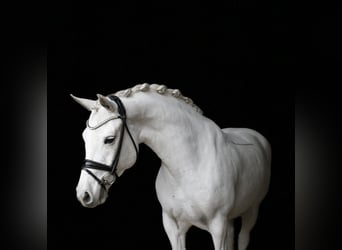 Connemara, Jument, 10 Ans, 148 cm, Gris