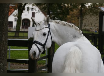 Connemara, Jument, 10 Ans, 148 cm, Gris