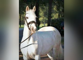 Connemara, Jument, 11 Ans, 145 cm, Gris