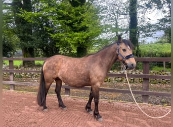 Connemara, Jument, 11 Ans, 147 cm, Isabelle
