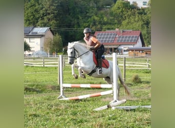 Connemara, Jument, 11 Ans, 148 cm, Gris moucheté