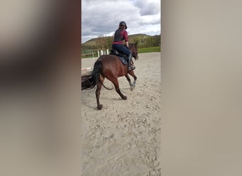 Connemara, Jument, 11 Ans, 155 cm, Bai