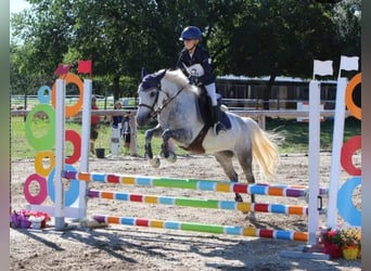 Connemara, Jument, 13 Ans, 142 cm, Gris