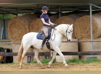 Connemara, Jument, 13 Ans, 147 cm, Gris