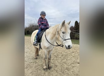 Connemara Croisé, Jument, 14 Ans, 135 cm, Gris
