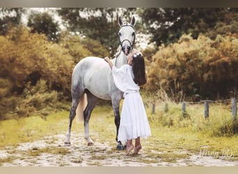 Connemara, Jument, 14 Ans, 143 cm, Gris