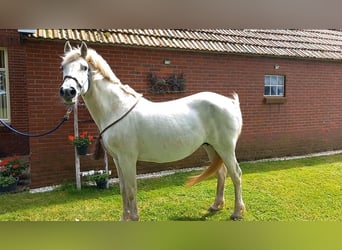 Connemara Croisé, Jument, 14 Ans, 145 cm, Gris