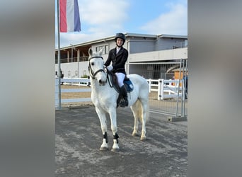 Connemara, Jument, 14 Ans, 148 cm, Gris moucheté