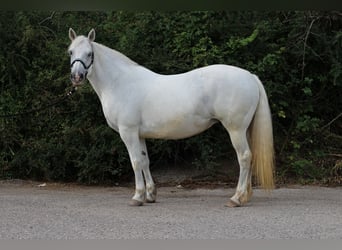 Connemara, Jument, 14 Ans, 152 cm, Gris