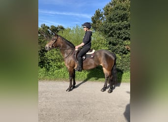 Connemara, Jument, 14 Ans, Bai cerise