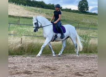 Connemara, Jument, 15 Ans, 147 cm, Gris