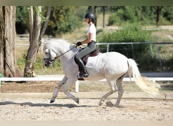 Connemara, Jument, 15 Ans, 148 cm, Gris