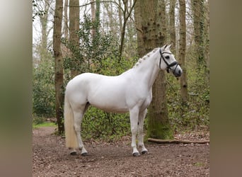 Connemara, Jument, 15 Ans, 148 cm, Gris