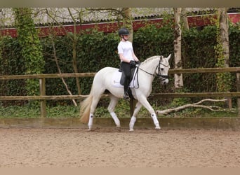 Connemara, Jument, 15 Ans, 148 cm, Gris