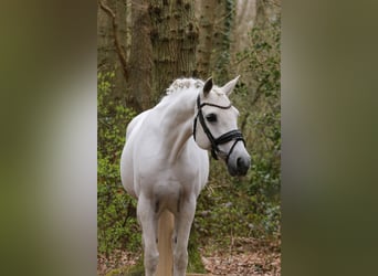 Connemara, Jument, 15 Ans, 148 cm, Gris