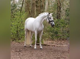 Connemara, Jument, 15 Ans, 148 cm, Gris