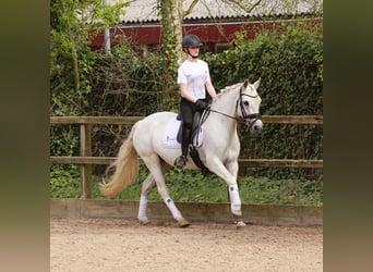 Connemara, Jument, 15 Ans, 148 cm, Gris