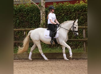 Connemara, Jument, 15 Ans, 148 cm, Gris