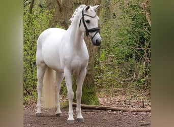 Connemara, Jument, 15 Ans, 148 cm, Gris