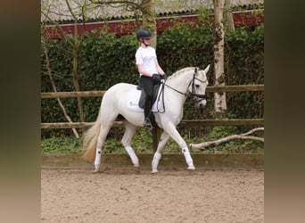 Connemara, Jument, 15 Ans, 148 cm, Gris