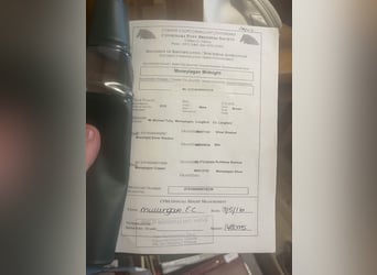 Connemara, Jument, 15 Ans, 148 cm, Gris