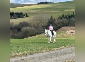 Connemara Croisé, Jument, 15 Ans, 154 cm, Gris