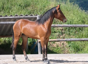 Connemara, Jument, 1 Année, 148 cm, Bai