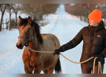 Connemara Croisé, Jument, 1 Année, 148 cm, Buckskin