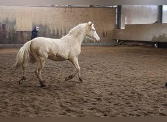 Connemara Croisé, Jument, 1 Année, 150 cm, Cremello