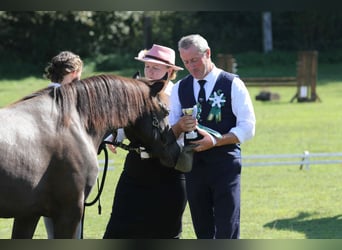 Connemara, Jument, 2 Ans, 140 cm, Isabelle