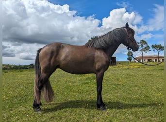 Connemara, Jument, 3 Ans, 138 cm, Gris