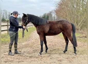 Connemara, Jument, 3 Ans, 140 cm, Bai