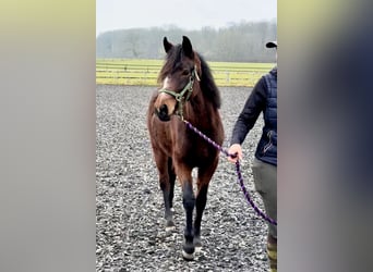 Connemara, Jument, 3 Ans, 140 cm, Bai