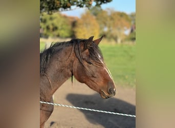 Connemara, Jument, 3 Ans, 140 cm