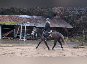 Connemara, Jument, 3 Ans, 140 cm, Rouan bleu