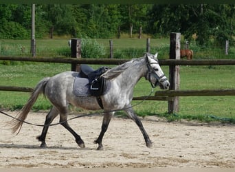 Connemara, Jument, 3 Ans, 142 cm, Gris