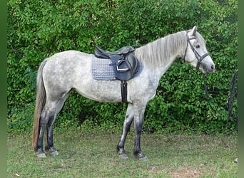 Connemara, Jument, 3 Ans, 142 cm, Gris