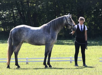Connemara, Jument, 3 Ans, 142 cm, Gris
