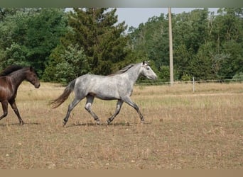 Connemara, Jument, 3 Ans, 142 cm, Gris