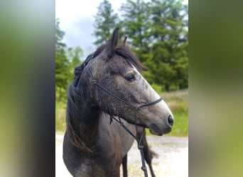 Connemara, Jument, 3 Ans, 143 cm, Gris