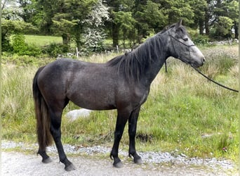 Connemara, Jument, 3 Ans, 143 cm, Gris