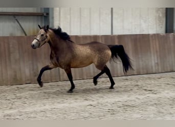 Connemara, Jument, 3 Ans, 144 cm, Buckskin