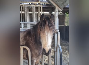 Connemara, Jument, 3 Ans, 144 cm, Gris (bai-dun)