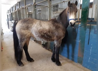 Connemara, Jument, 3 Ans, 144 cm, Gris (bai-dun)
