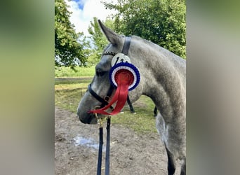 Connemara, Jument, 3 Ans, 144 cm, Gris pommelé