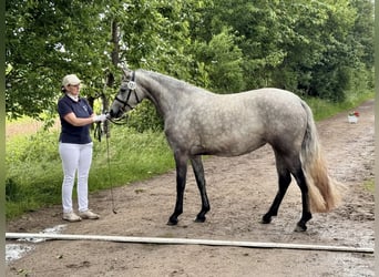 Connemara, Jument, 3 Ans, 144 cm, Gris pommelé