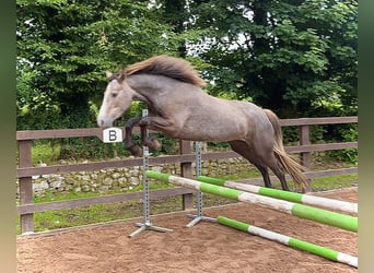 Connemara, Jument, 3 Ans, 145 cm, Gris noir