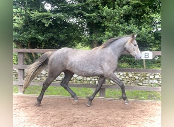 Connemara, Jument, 3 Ans, 145 cm, Gris noir