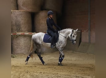 Connemara Croisé, Jument, 3 Ans, 145 cm, Gris pommelé