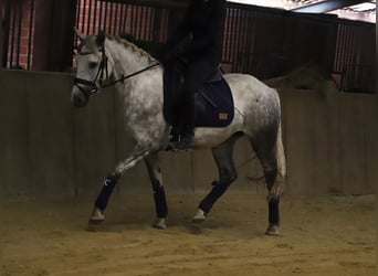 Connemara Croisé, Jument, 3 Ans, 145 cm, Gris pommelé